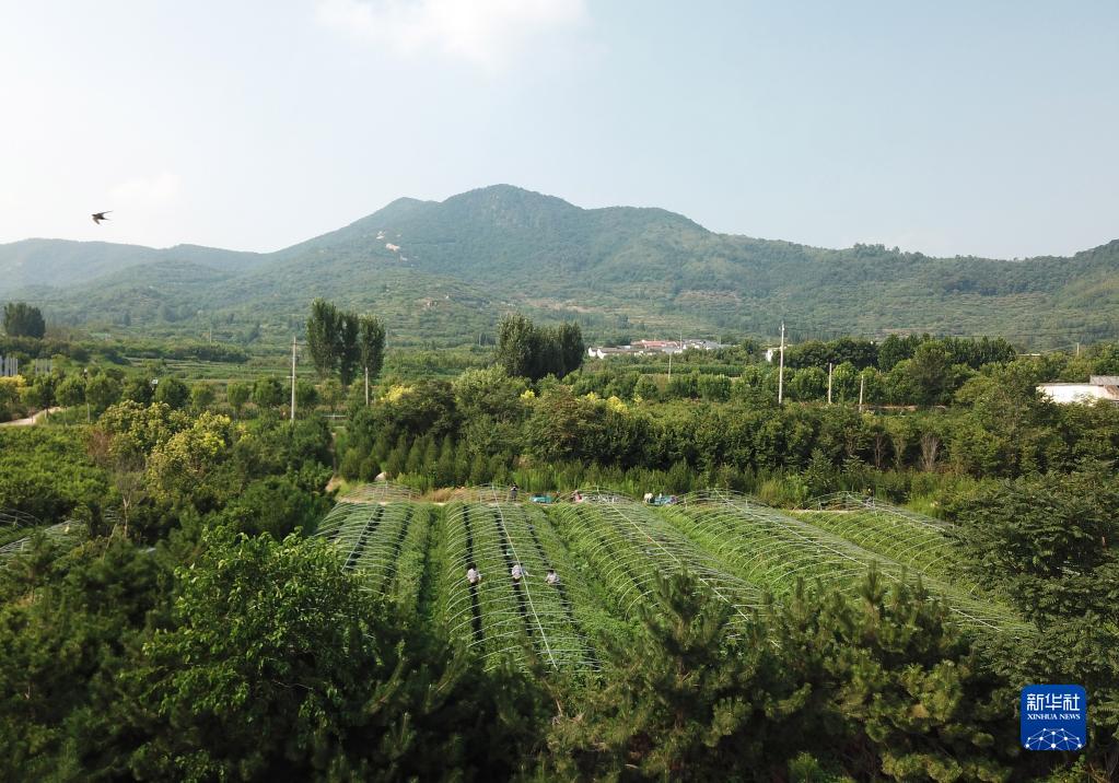 泰山山区采夏茶