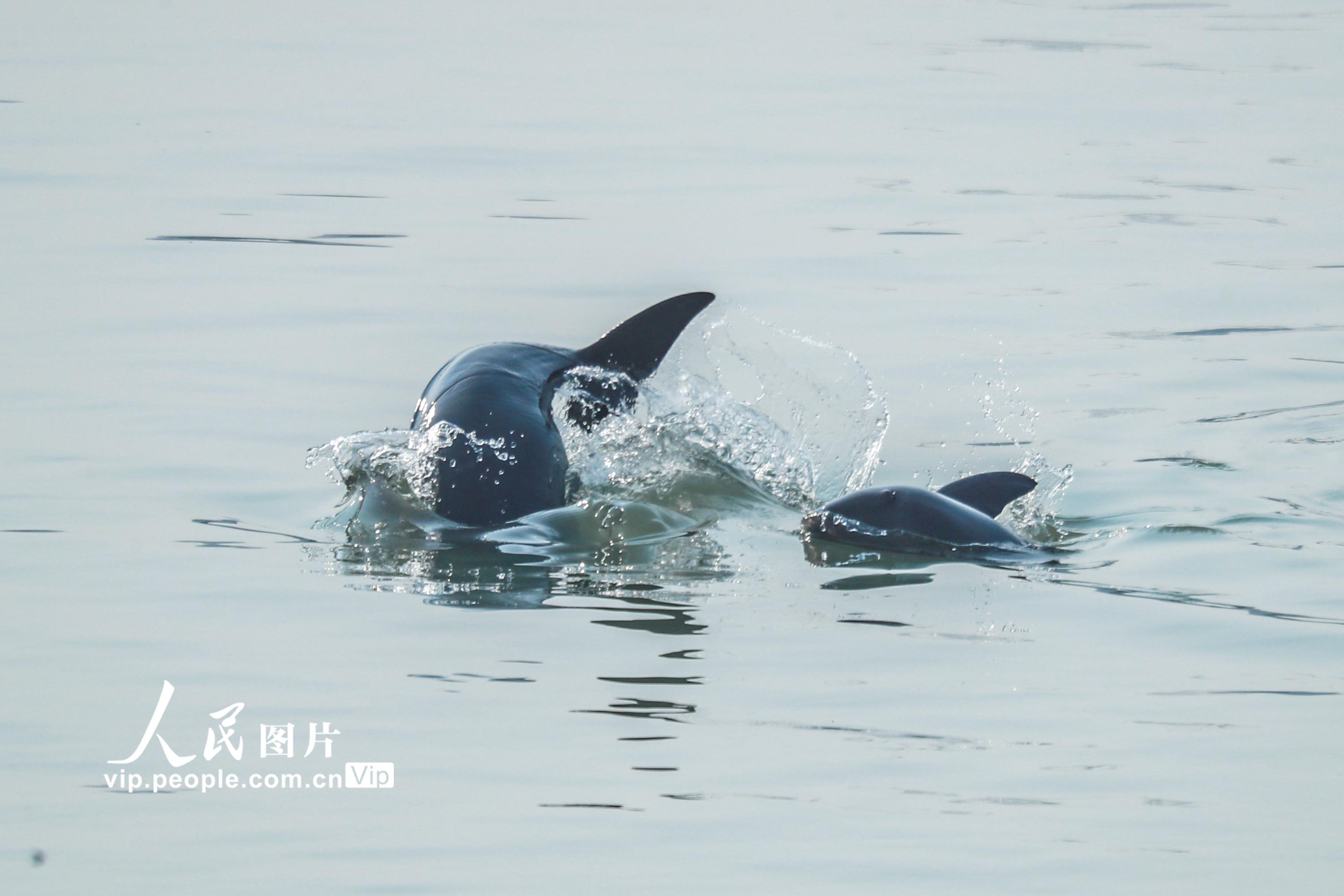 湖北宜昌：江豚逐浪嬉戏