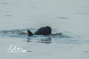 湖北宜昌：江豚逐浪嬉戏