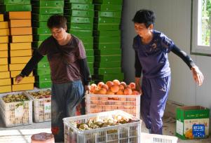 重庆万州：桃、李产业美了山乡富了民