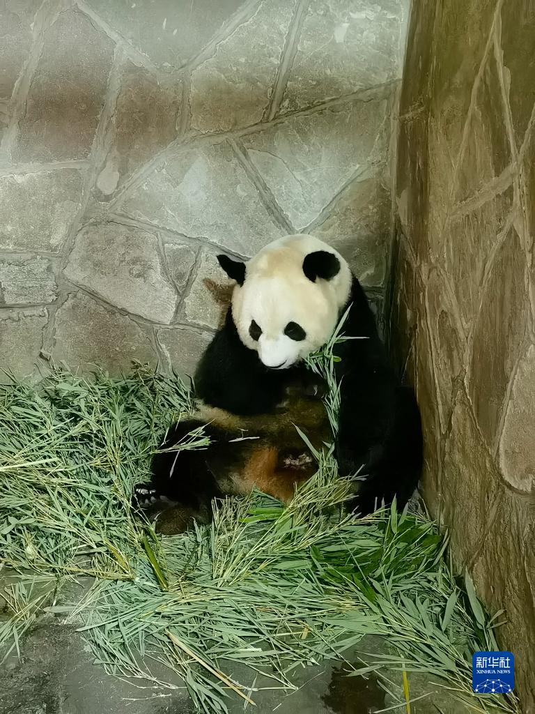 重庆动物园海归大熊猫首次成功产下双胞胎
