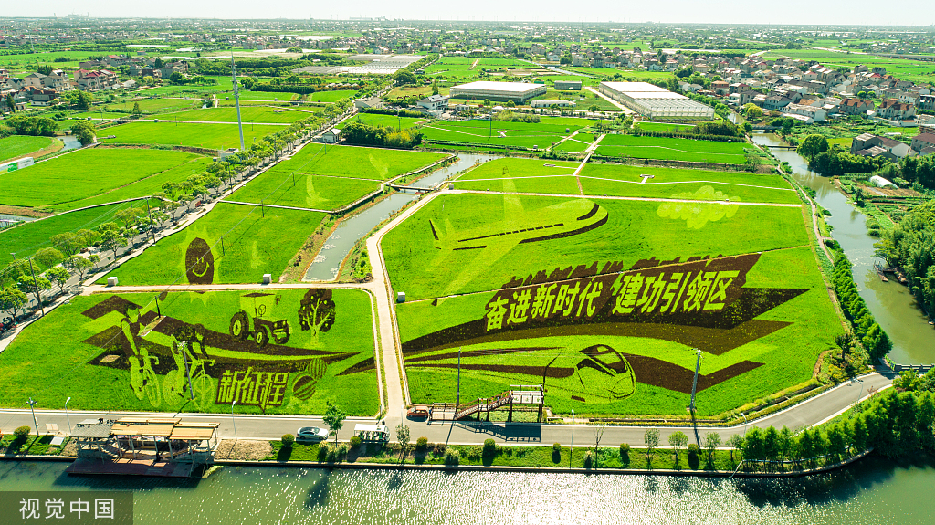 上海：巨幅创意“稻田画”亮相田野