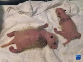 重庆动物园海归大熊猫首次成功产下双胞胎