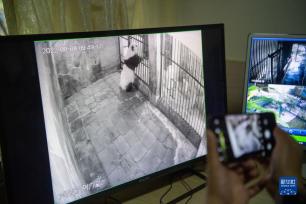 重庆动物园海归大熊猫首次成功产下双胞胎