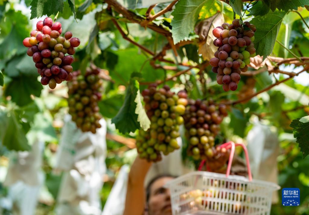 云南弥勒：葡萄飘香助农增收