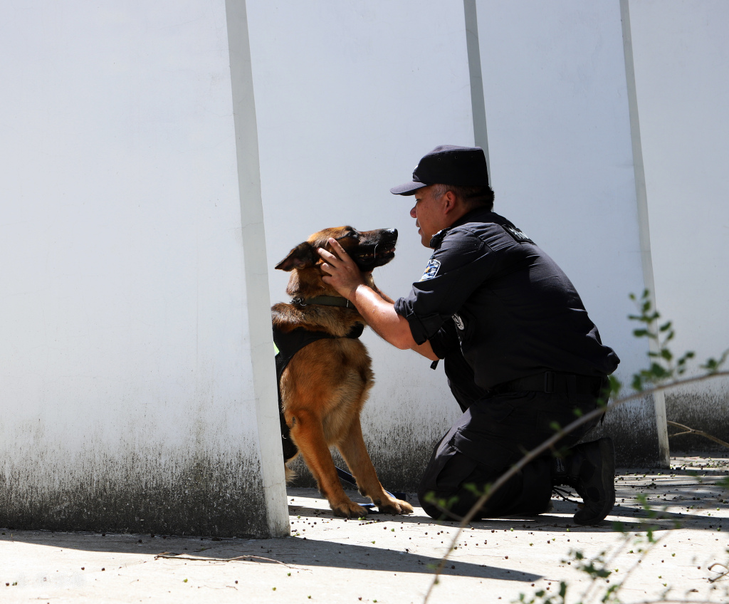 浙江台州：炎炎夏日 警犬“练兵”忙