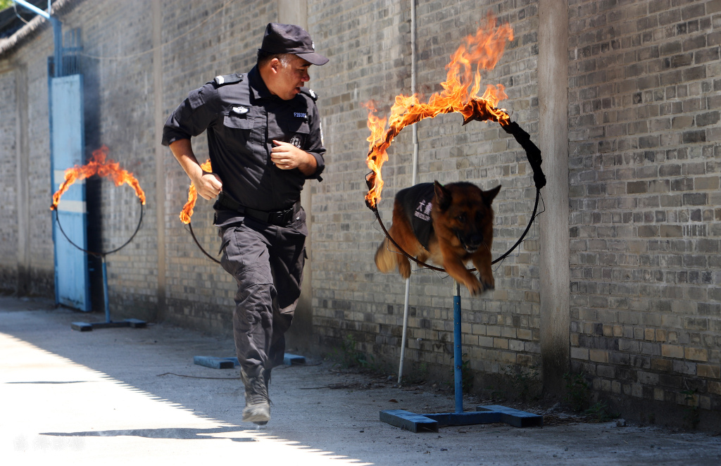 浙江台州：炎炎夏日 警犬“练兵”忙