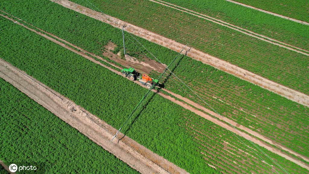 立秋时节 甘肃张掖万亩马铃薯丰收在望