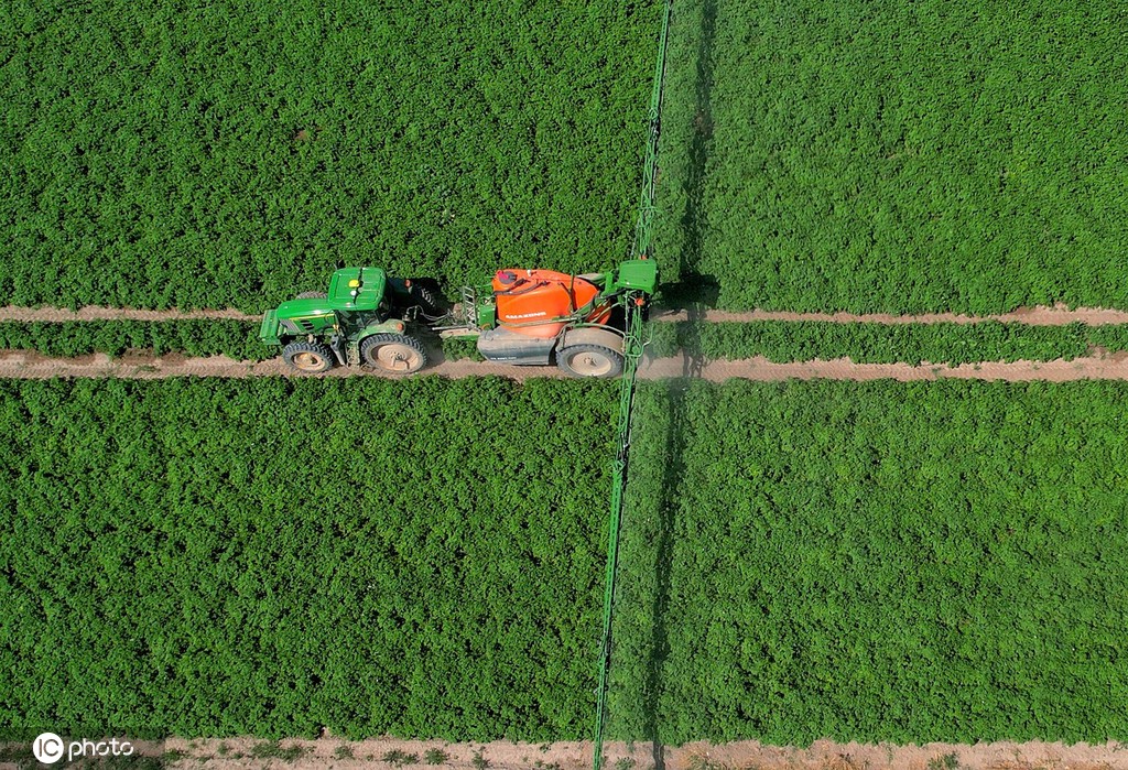 立秋时节 甘肃张掖万亩马铃薯丰收在望