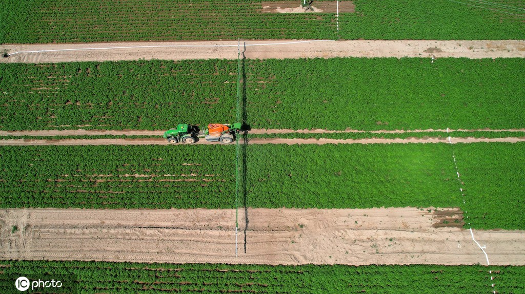 立秋时节 甘肃张掖万亩马铃薯丰收在望