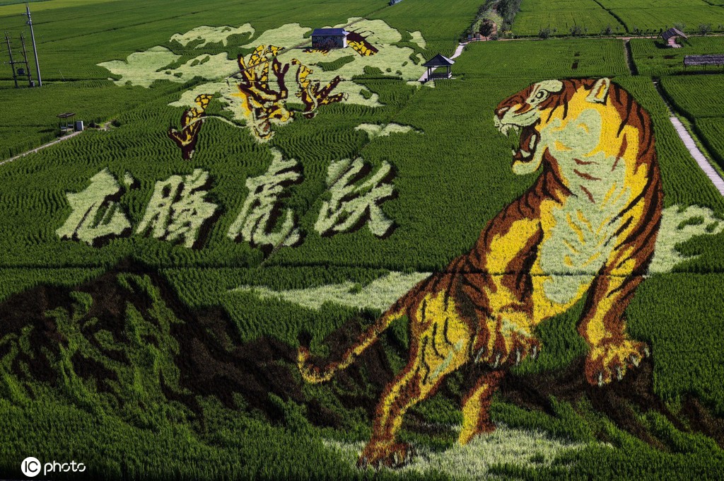 大地作画板、水秧为笔 辽宁沈阳巨幅稻田画进入最佳观赏期