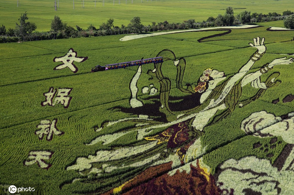 大地作画板、水秧为笔 辽宁沈阳巨幅稻田画进入最佳观赏期