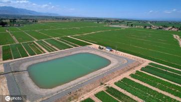 立秋时节 甘肃张掖万亩马铃薯丰收在望