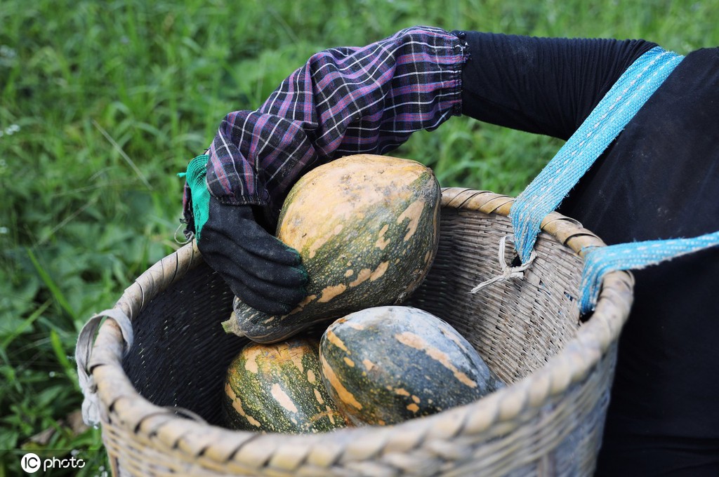立秋时节 贵州锦屏农民撂荒地种出“致富瓜”