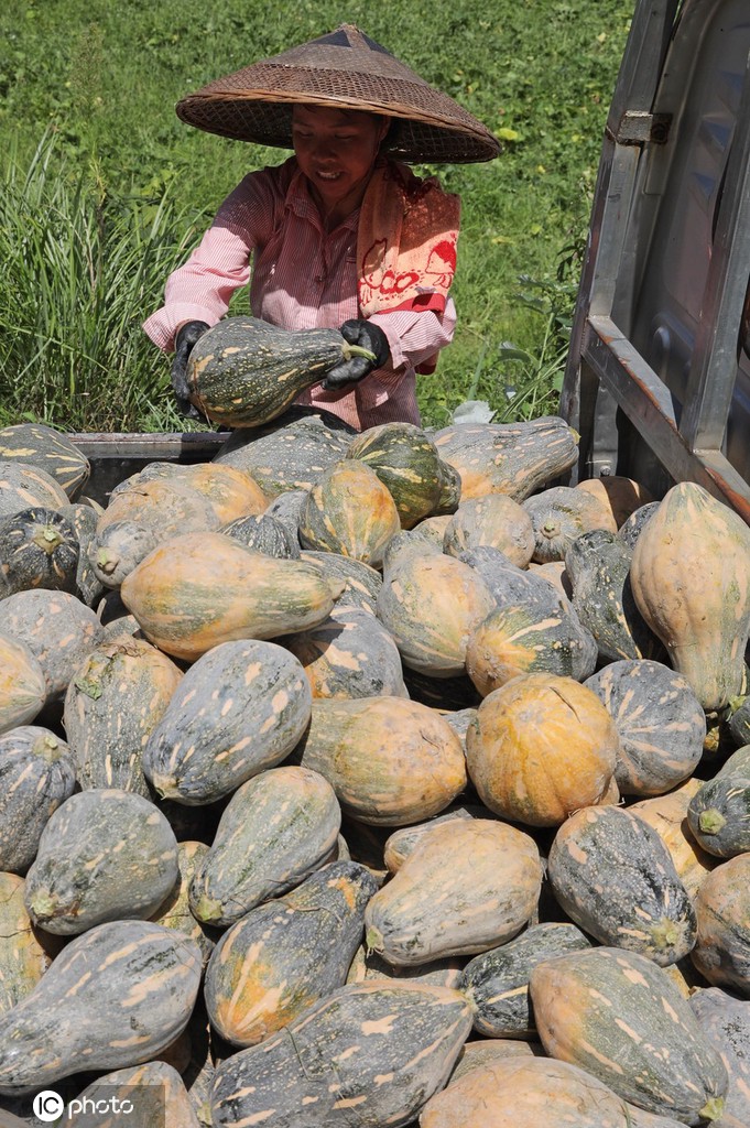 立秋时节 贵州锦屏农民撂荒地种出“致富瓜”