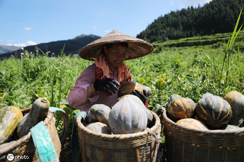 立秋时节 贵州锦屏农民撂荒地种出“致富瓜”