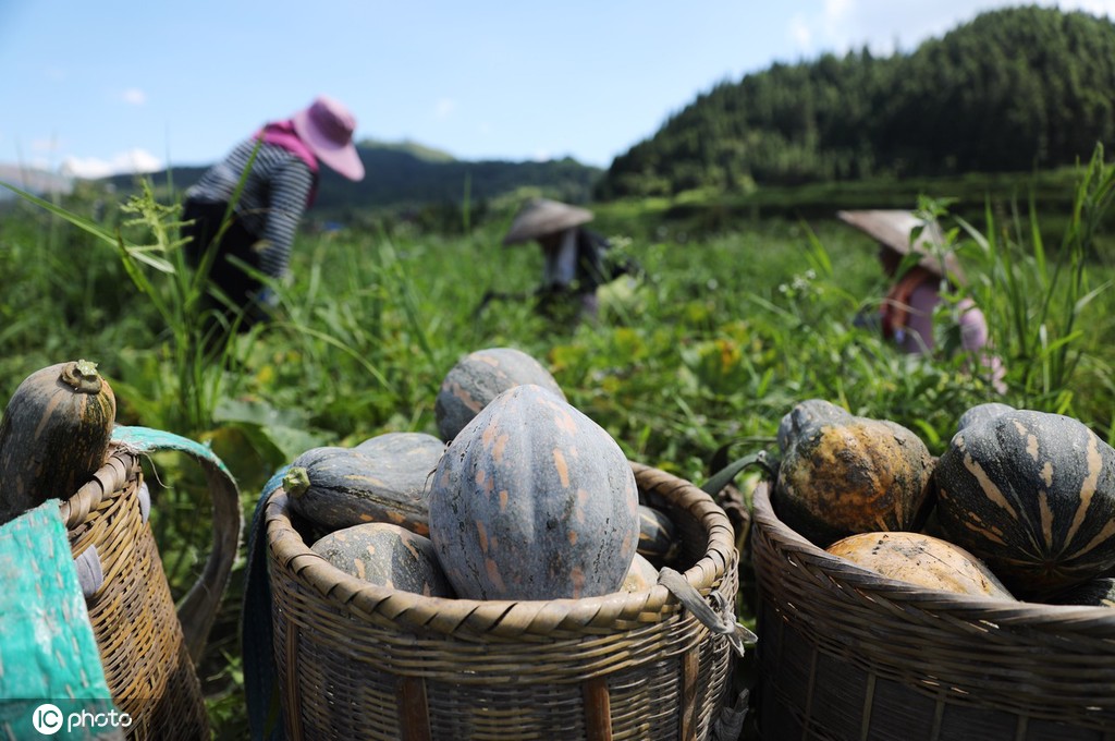 立秋时节 贵州锦屏农民撂荒地种出“致富瓜”