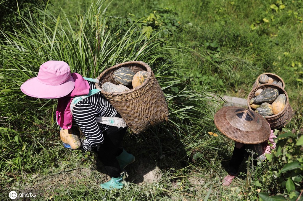 立秋时节 贵州锦屏农民撂荒地种出“致富瓜”