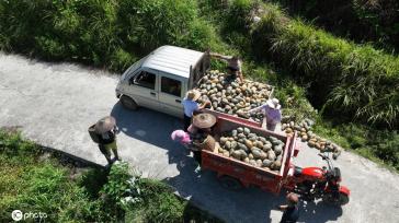 立秋时节 贵州锦屏农民撂荒地种出“致富瓜”