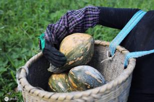 立秋时节 贵州锦屏农民撂荒地种出“致富瓜”