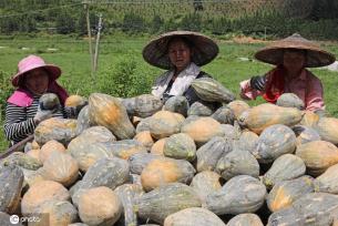 立秋时节 贵州锦屏农民撂荒地种出“致富瓜”