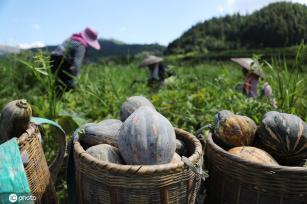 立秋时节 贵州锦屏农民撂荒地种出“致富瓜”