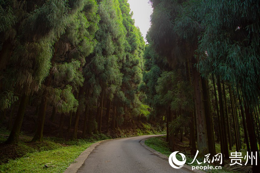 贵州平坝：打绿色生态牌 走经济发展路