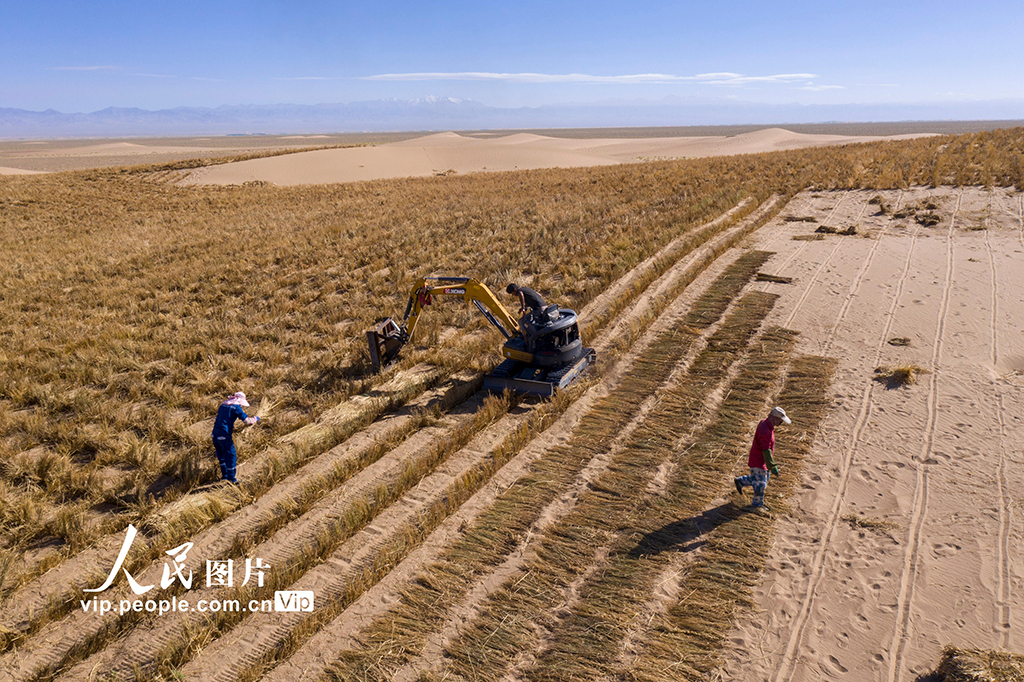 甘肃阿克塞：高原深处治沙忙