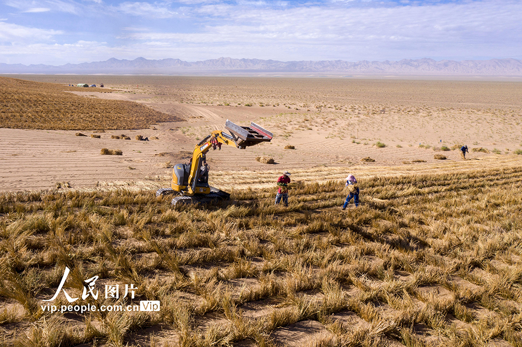 甘肃阿克塞：高原深处治沙忙