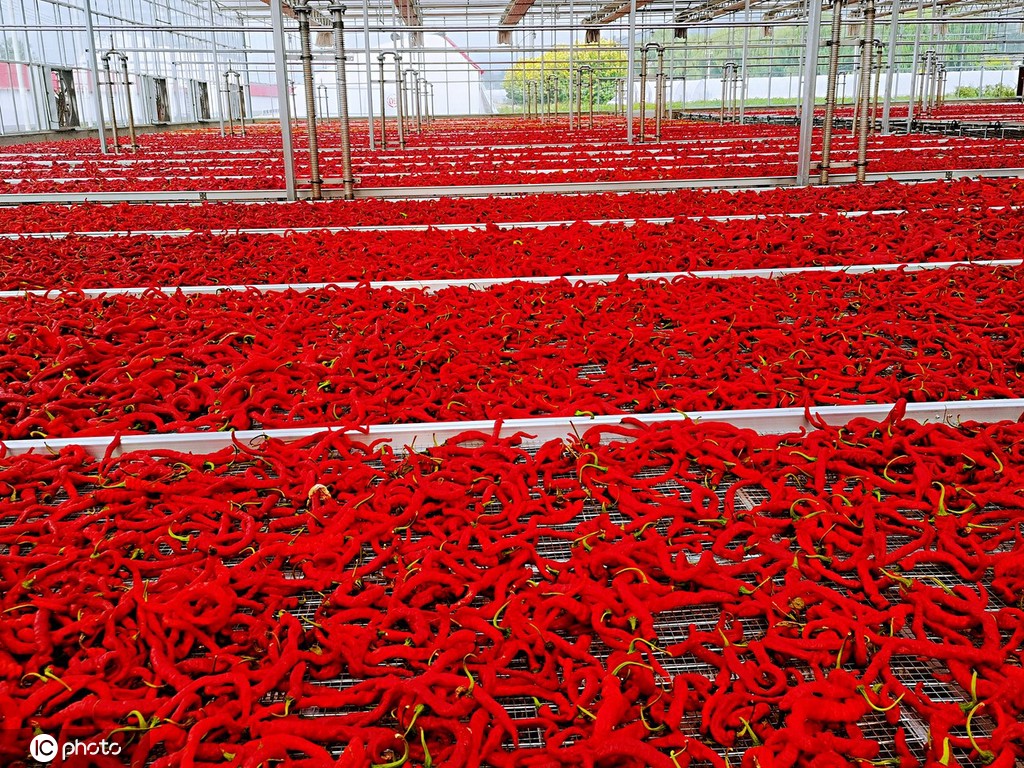 甘肃张掖：辣椒丰收 群众乐