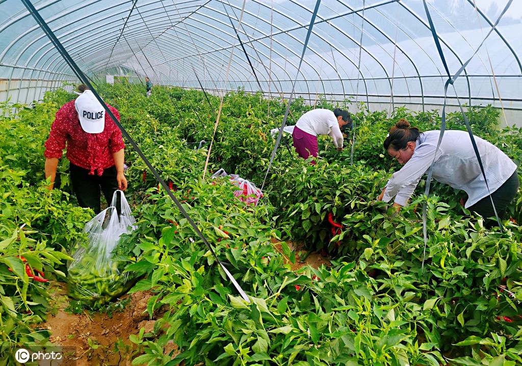 甘肃张掖：辣椒丰收 群众乐