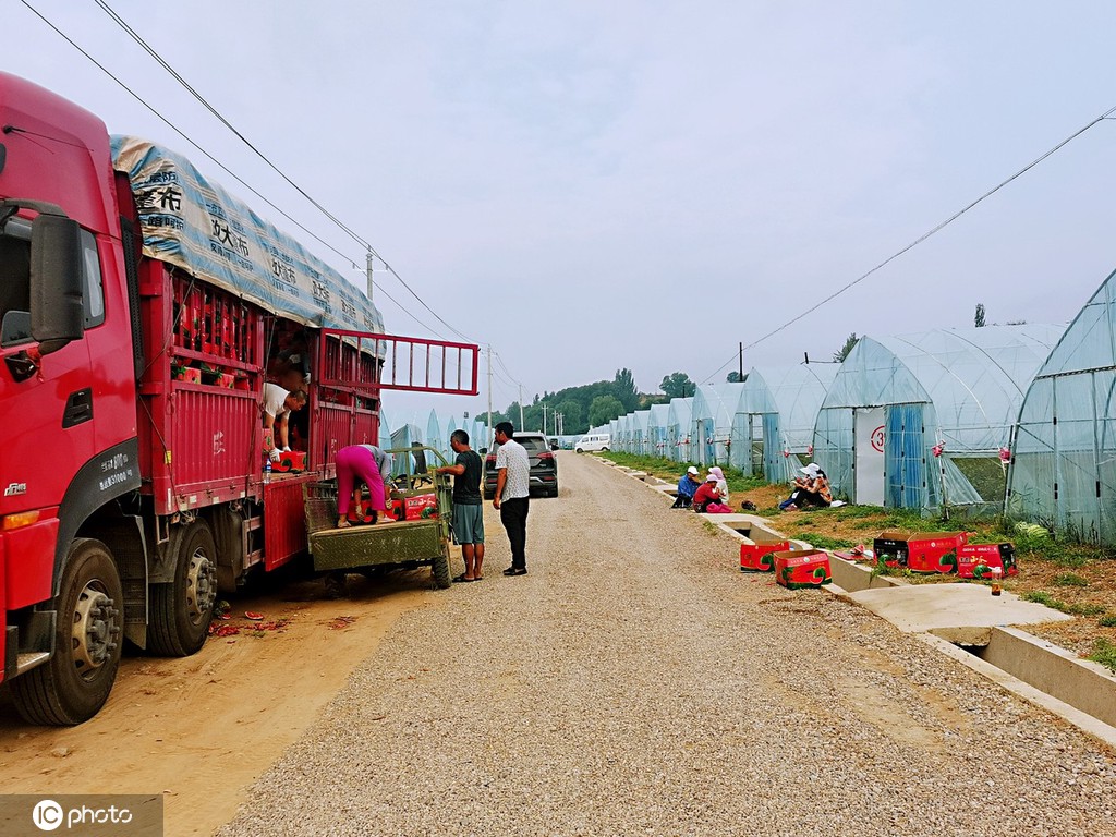 甘肃张掖：辣椒丰收 群众乐