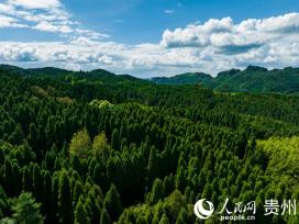 贵州平坝：打绿色生态牌 走经济发展路