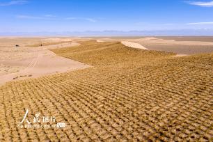 甘肃阿克塞：高原深处治沙忙