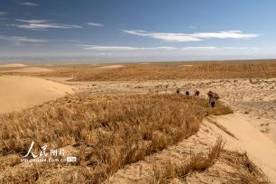 甘肃阿克塞：高原深处治沙忙