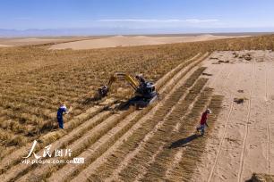 甘肃阿克塞：高原深处治沙忙