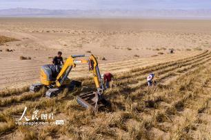 甘肃阿克塞：高原深处治沙忙