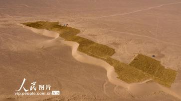 甘肃阿克塞：高原深处治沙忙