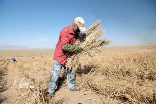 甘肃阿克塞：高原深处治沙忙