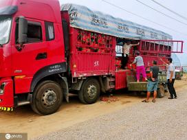 甘肃张掖：辣椒丰收 群众乐