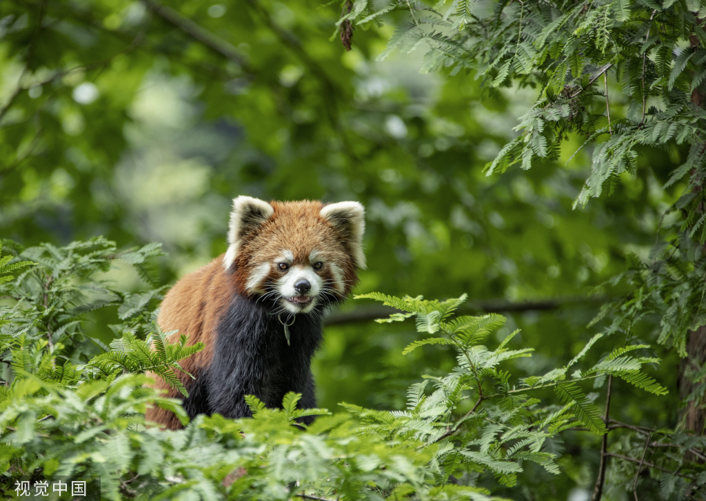 四川阿坝：小熊猫栖身林间 嬉戏玩耍怡然自得