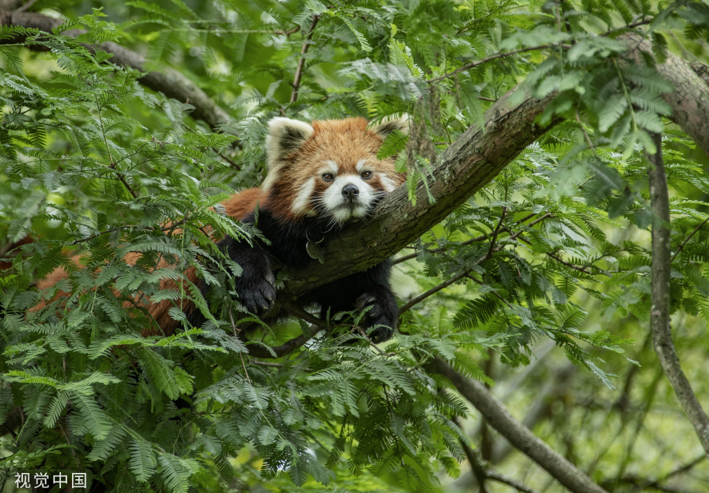四川阿坝：小熊猫栖身林间 嬉戏玩耍怡然自得