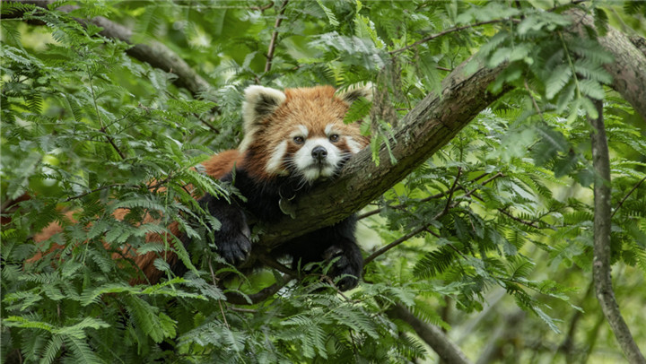 四川阿壩：小熊貓棲身林間 嬉戲玩耍怡然自得