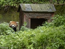 四川阿坝：小熊猫栖身林间 嬉戏玩耍怡然自得