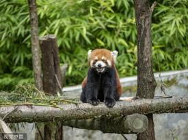 四川阿坝：小熊猫栖身林间 嬉戏玩耍怡然自得