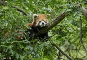 四川阿坝：小熊猫栖身林间 嬉戏玩耍怡然自得