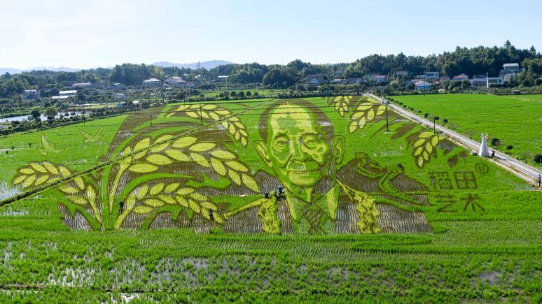 長沙百畝稻田里種出袁隆平巨幅畫像