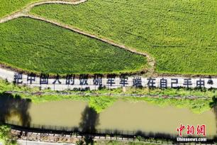 长沙百亩稻田里种出袁隆平巨幅画像