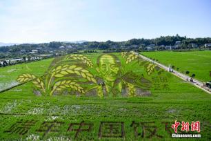 长沙百亩稻田里种出袁隆平巨幅画像