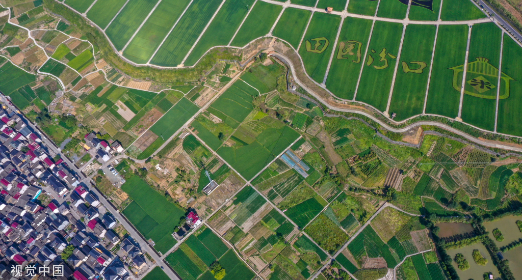 杭州稻香公园 300多亩水稻田郁郁葱葱